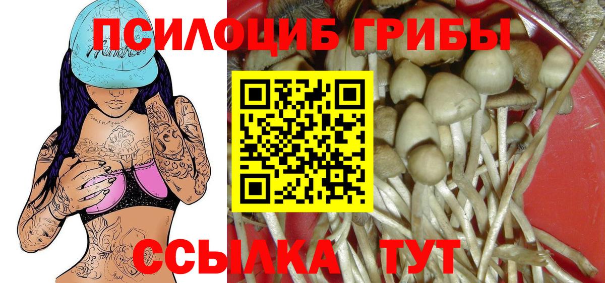 Камышлов  Галлюциногенные грибы Cubensis  Вход с VPN 